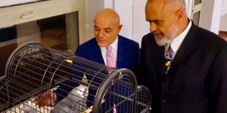 Rama dhe Fevziu përkëdhelin papagajt: intervista e radhës