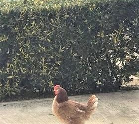 Pula që barazohet me foton e saj! Nga Artan Fuga