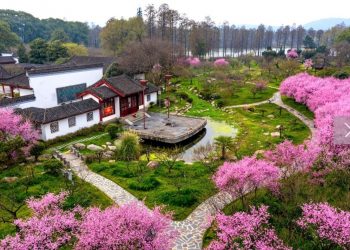 Vuhani hap dyert për turistët. Çelin lulet e kumbullës