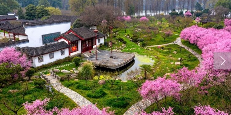 Vuhani hap dyert për turistët. Çelin lulet e kumbullës