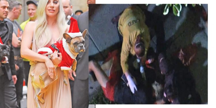 Lady Gaga-s  i vjedhin bulldogët dhe shtien mbi atë që i shëtiste. 500.000 dollarë shpërblim për kë që i gjen