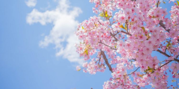 Ngrohet moti, temperaturat kapin mbi 23-24 gradë