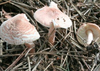 Edmond Panariti: “Ja testi që ju ndihmon të dalloni në  kohë kërpudhat helmuese”