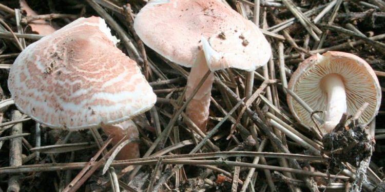 Edmond Panariti: “Ja testi që ju ndihmon të dalloni në  kohë kërpudhat helmuese”