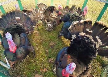 Veliaj thirrje për gjelat në Baldushk të Tiranës “Hani bio, dhe ndihmoni ekonominë lokale”