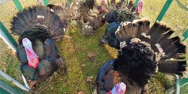 Veliaj thirrje për gjelat në Baldushk të Tiranës “Hani bio, dhe ndihmoni ekonominë lokale”