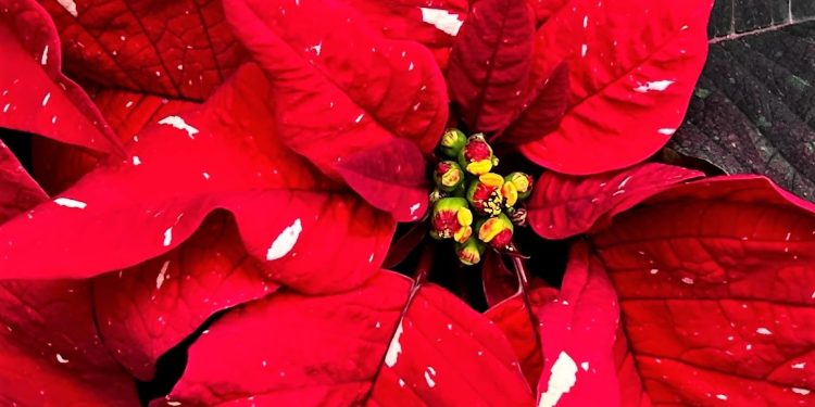 Ylli i Krishtlindjeve,  si të kujdesemi për lulen klasike të festave