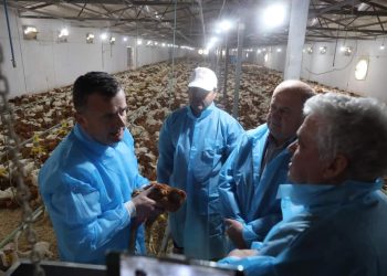 “Janë plotësisht të pastra!”/ Taulant Balla fton shqiptarë të hanë pula