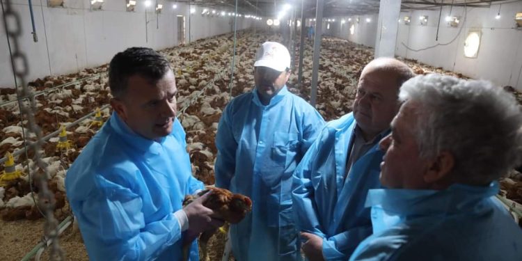 “Janë plotësisht të pastra!”/ Taulant Balla fton shqiptarë të hanë pula