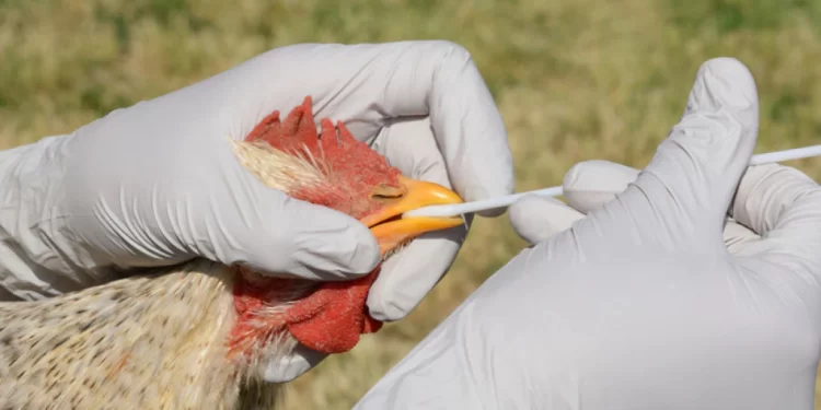 Gripi i shpendëve në Shqipëri/  AKVMB orinenton konsumatorin: “Nëse i gatuani në mënyrën e duhur pulat e vezët, nuk ka rrezik”