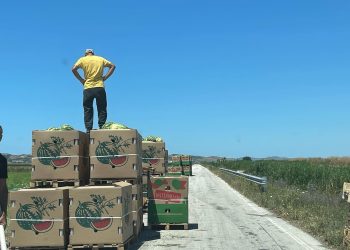 Deputeti Erion Braçe denoncon pikat e grumbullimit të prodhimeve bujqësore: “Eksportojnë vetëm prodhimet e tyre, pavarësisht se janë ngritur me paratë e AZHBR-së e të taksave”