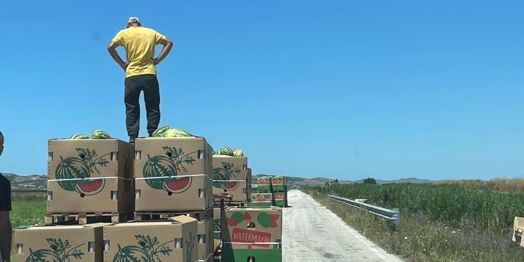 Deputeti Erion Braçe denoncon pikat e grumbullimit të prodhimeve bujqësore: “Eksportojnë vetëm prodhimet e tyre, pavarësisht se janë ngritur me paratë e AZHBR-së e të taksave”