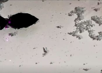 Kinezët shpikin peshkun që ha plastikën: “Mund të ndihmojë në pastrimin e deteve”