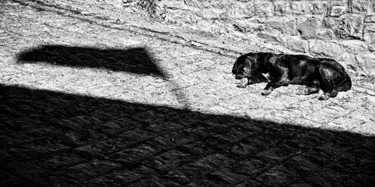 Flamuri dhe qeni, nga Ben Blushi