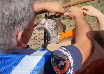 Artan Lame reagon për zogun e torturuar: “Nuk shkruaj dot “Taulant faleminderit”, se do thonë që po bëj politikë. Po them thjesht: Faleminderit policisë!”