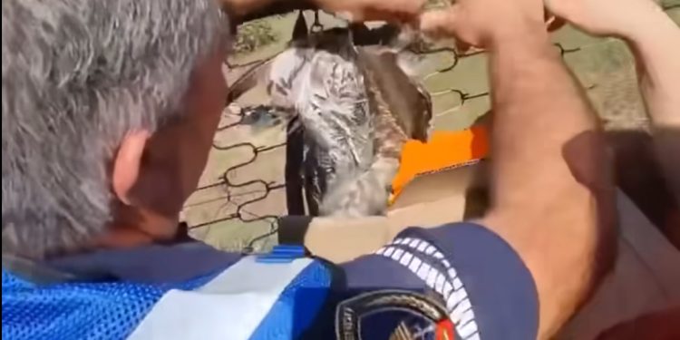 Artan Lame reagon për zogun e torturuar: “Nuk shkruaj dot “Taulant faleminderit”, se do thonë që po bëj politikë. Po them thjesht: Faleminderit policisë!”