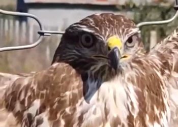 Ngordh shqiponja e dhunuar/ Nuk mundi të mbijetonte dot