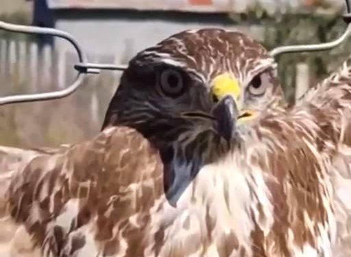 Ngordh shqiponja e dhunuar/ Nuk mundi të mbijetonte dot