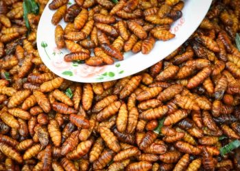 Singapori miraton listën me 16 insekte të ngrënshme. “Do jenë pjata e të ardhmes”