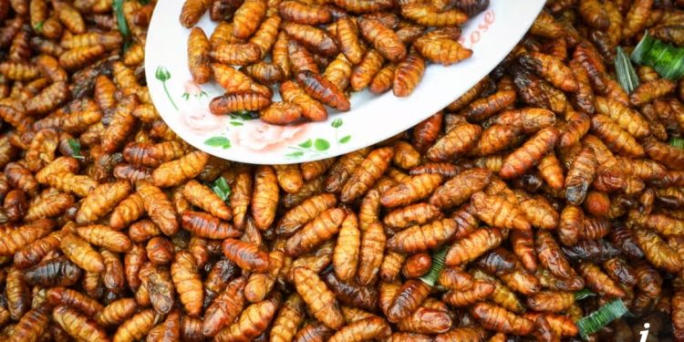 Singapori miraton listën me 16 insekte të ngrënshme. “Do jenë pjata e të ardhmes”