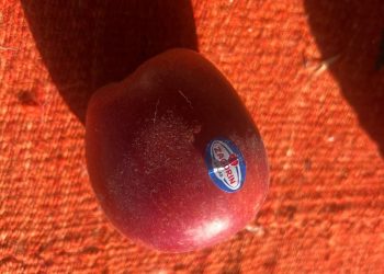 Molla që refuzon të kalbet dhe siguria ushqimore/ Nga Auron Tare