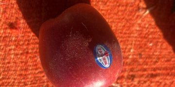 Molla që refuzon të kalbet dhe siguria ushqimore/ Nga Auron Tare