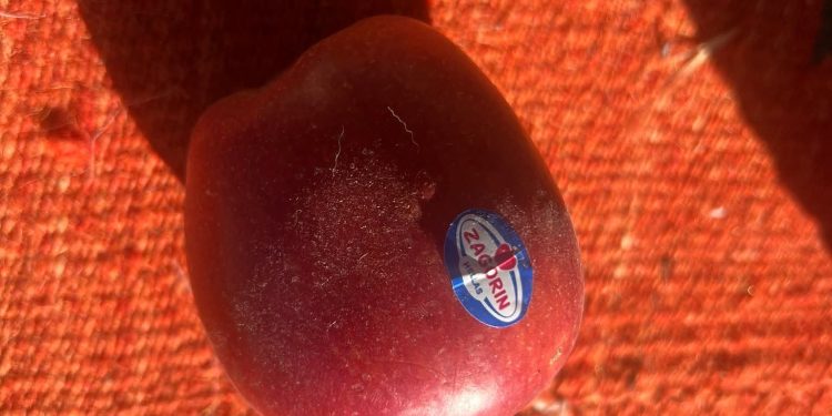 Molla që refuzon të kalbet dhe siguria ushqimore/ Nga Auron Tare