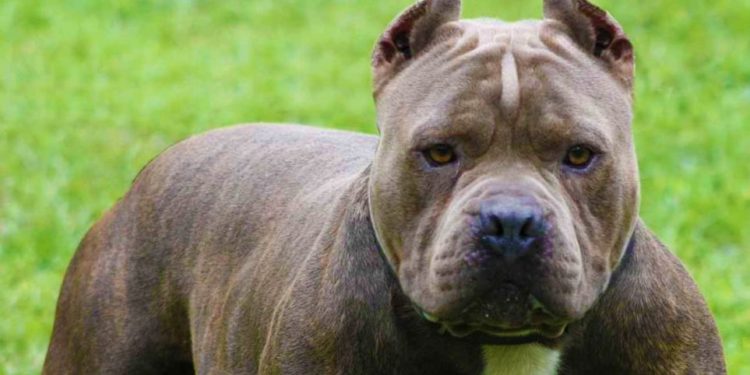 “Qeni ishte i pastrehë. E mora për t’i dhënë një strehë”/ Rrëfehet babai i 2 vjeçarit që u shqye nga pitbulli