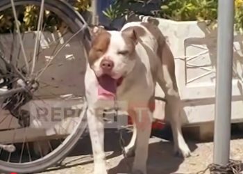 E kafshon pitbulli në kokë, fati i 4-vjeçares që shpëtohet nga një punëtor që ndodhej aty pranë